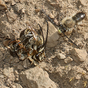 Eucera nigrescens, MMMW
