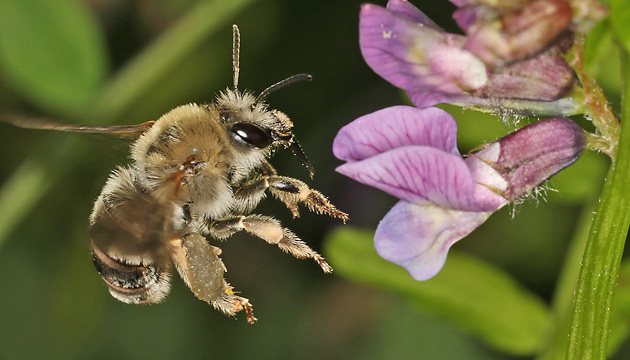 Langhornbiene Eucera nigrescens, W