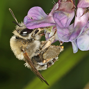 Eucera nigrescens, W