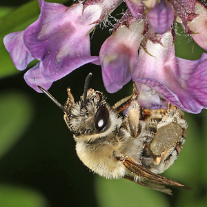 Eucera nigrescens, W