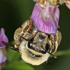 Eucera nigrescens, W