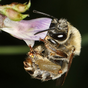 Eucera nigrescens, W