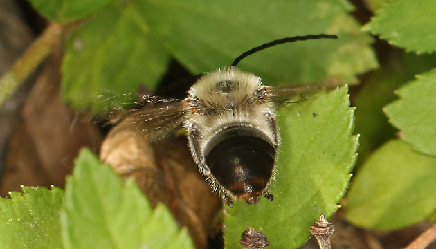 Langhornbiene Eucera nigrescens, M
