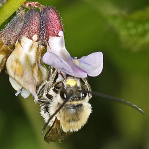 Eucera nigrescens, M