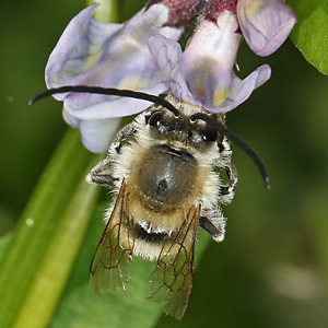 Eucera nigrescens, M