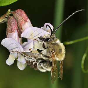 Eucera nigrescens, M