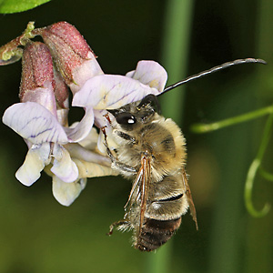 Eucera nigrescens, M