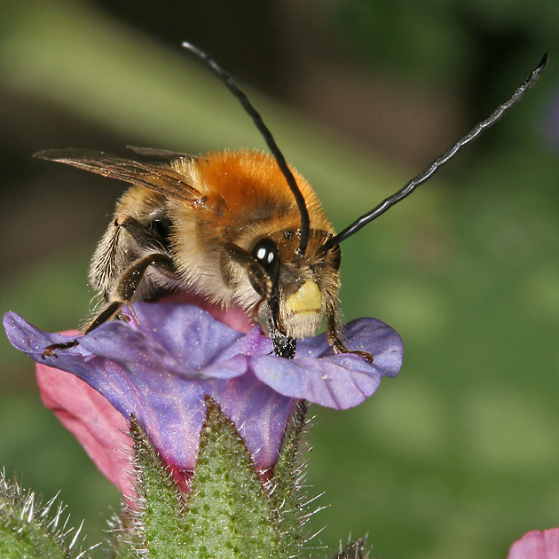 Eucera nigrescens, M