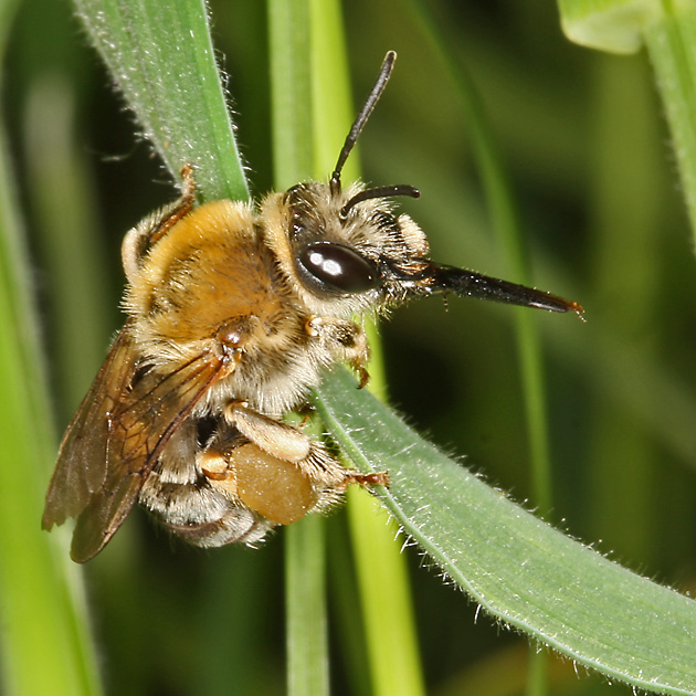 Eucera nigrescens, W