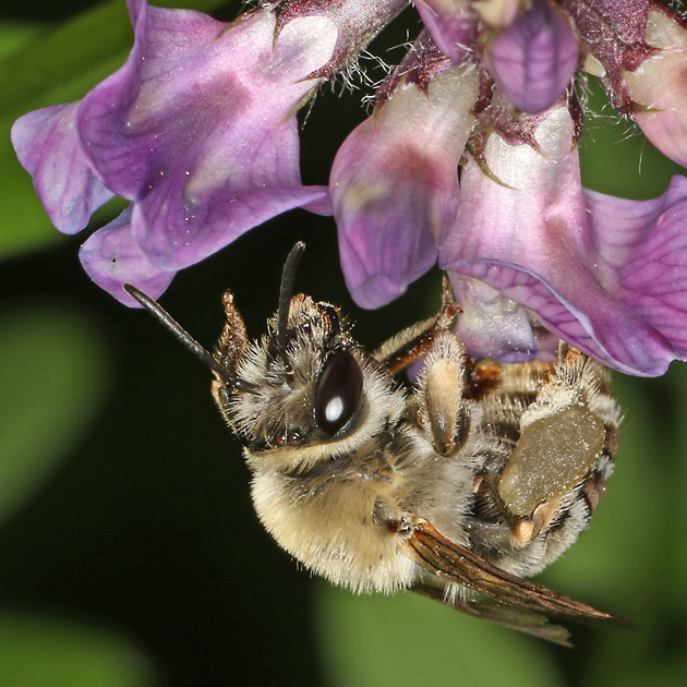 Eucera nigrescens, W