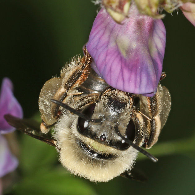 Eucera nigrescens, W
