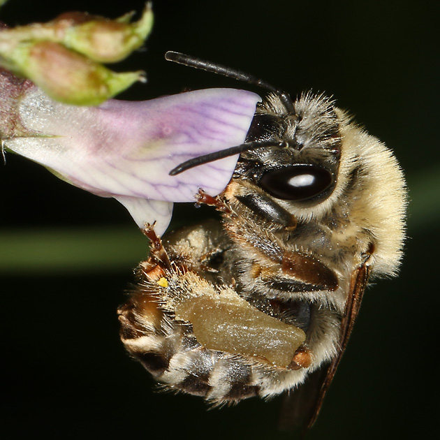 Eucera nigrescens, W