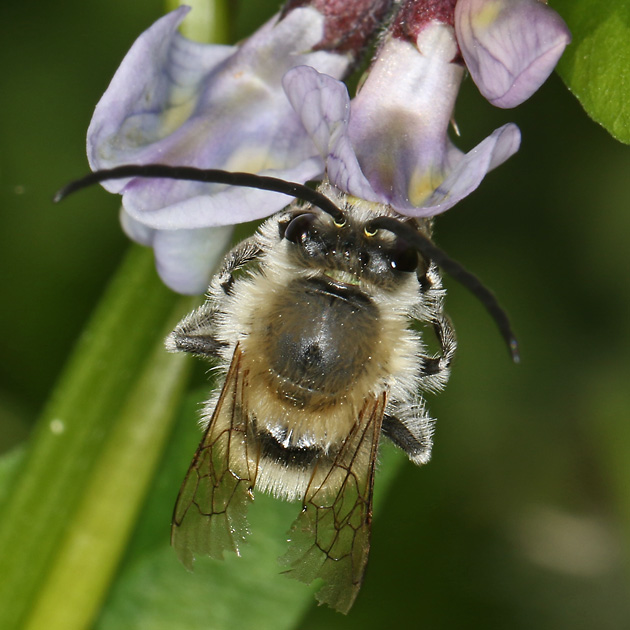 Eucera nigrescens, M