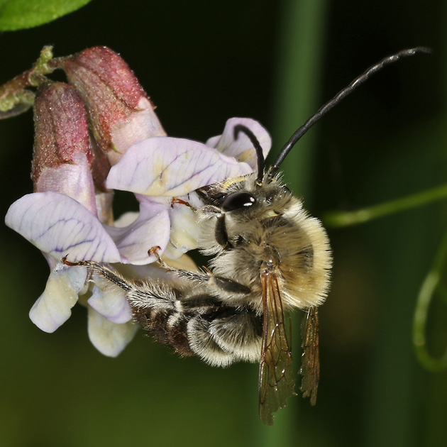 Eucera nigrescens, M