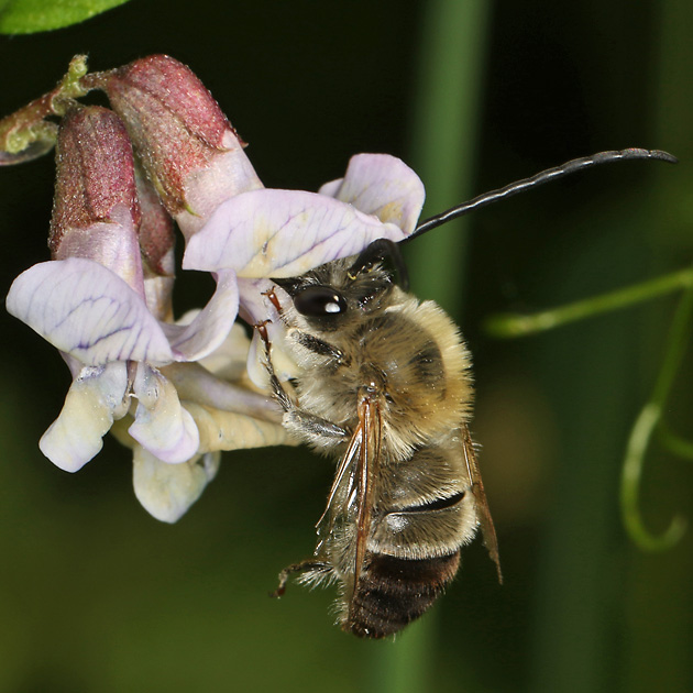 Eucera nigrescens, M