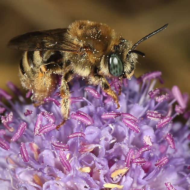 Eucera salicariae, W