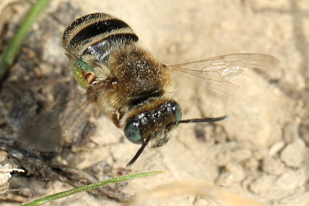 Eucera salicariae, W