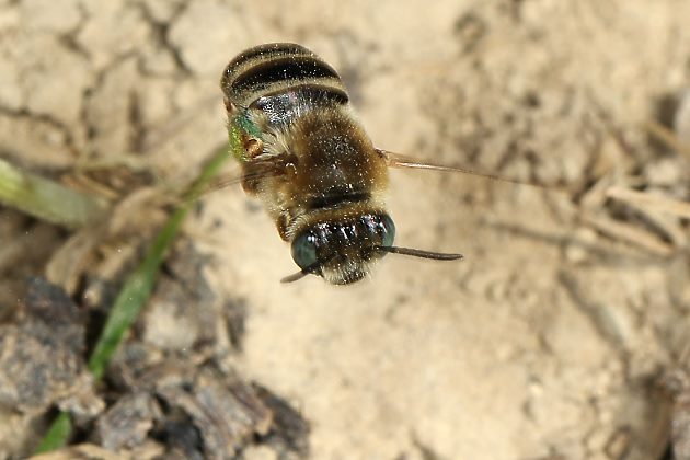 Eucera salicariae, W