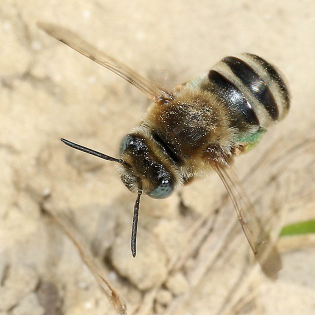 Eucera salicariae, W