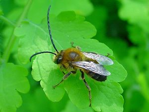 Langhornbiene Eucera nigrescens?