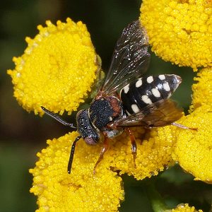 Epeolus variegatus, W