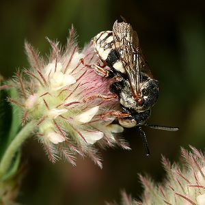Epeolus variegatus, M