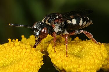 Epeolus variegatus, W