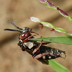 Epeolus variegatus, W