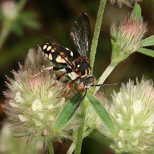 Epeolus variegatus, W