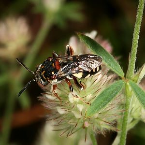 Epeolus variegatus, W