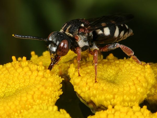 Epeolus variegatus, W