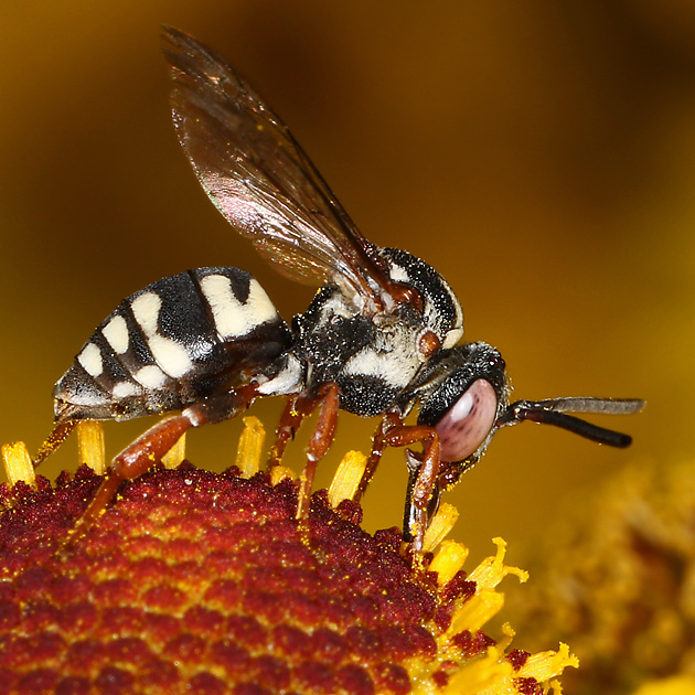 Epeolus variegatus, W