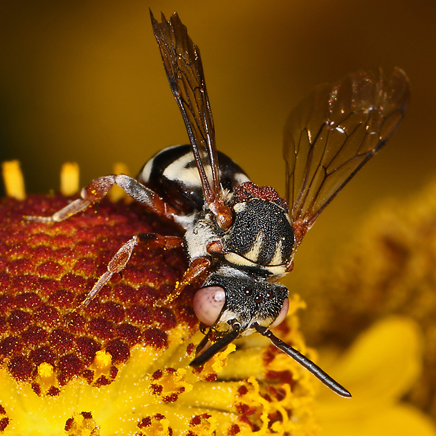 Epeolus variegatus, W