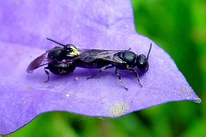 Maskenbiene Hylaeus communis Maskenbiene Hylaeus communis