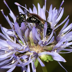 evtl. Hylaeus communis