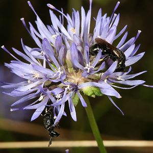 evtl. Hylaeus communis