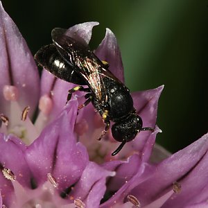 evtl. Hylaeus communis