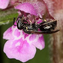 Maskenbiene Hylaeus confusus Maskenbiene Hylaeus confusus