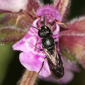Hylaeus confusus, W