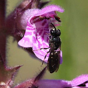 Hylaeus confusus, M