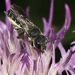 Löcherbiene Heriades crenulata, W - Kaiserstuhl, 04.8.2015 Löcherbiene Heriades crenulata, W