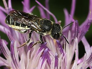 Heriades crenulata, W