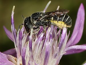 Heriades crenulata, W