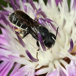 Heriades crenulata, W