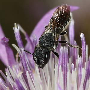 Heriades crenulata, W