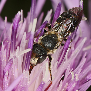 Heriades crenulata, M