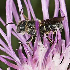 Heriades crenulata, M