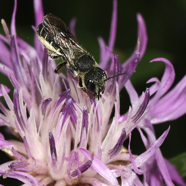 Heriades crenulata, W