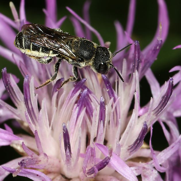 Heriades crenulata, W