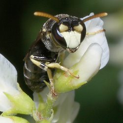 Hylaeus dilatatus